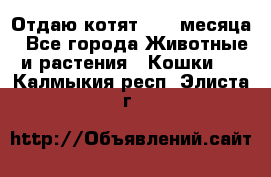 Отдаю котят. 1,5 месяца - Все города Животные и растения » Кошки   . Калмыкия респ.,Элиста г.